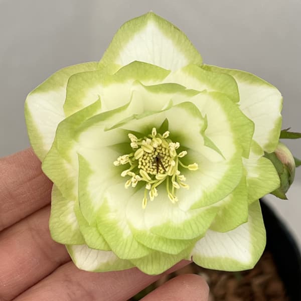 園芸ネット本店｜吉田園芸さんのクリスマスローズ：ピエラ26-02／4.5号