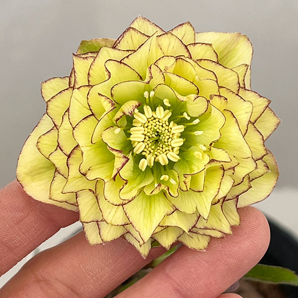 園芸ネット本店｜吉田園芸さんのクリスマスローズ：多弁交配26-06／4.5