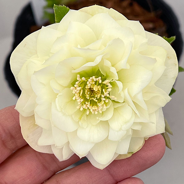 園芸ネット本店｜吉田園芸さんのクリスマスローズ：多弁交配26-08／4.5