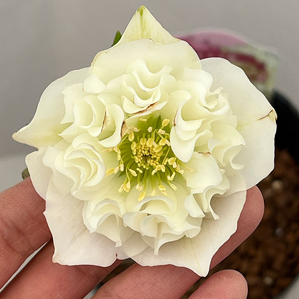 園芸ネット本店｜吉田園芸さんのクリスマスローズ：多弁交配26-11／4.5