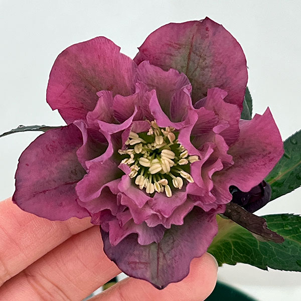 園芸ネット本店｜○クリスマスローズ（原種交配種）：デュメトルム交配