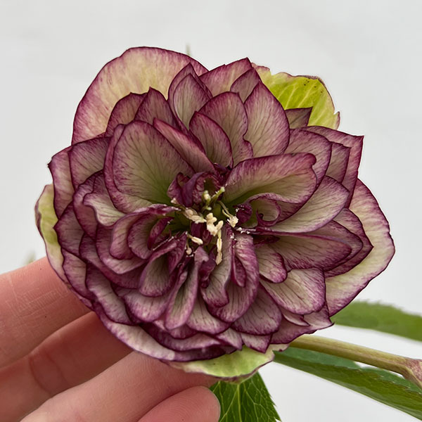 園芸ネット本店｜細川さんのクリスマスローズ：ダブル26-21／4号ポット