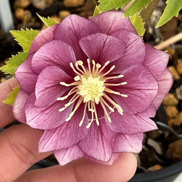 園芸ネット本店｜高正園さんのクリスマスローズ：26-37ダブル／5号