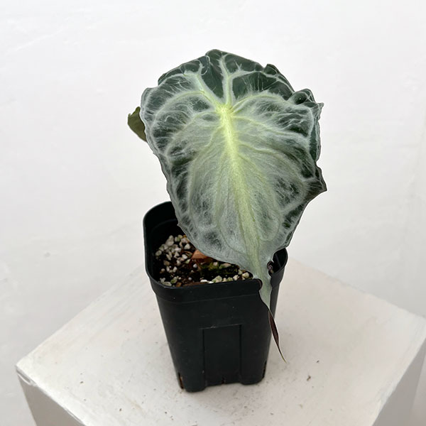 園芸ネット本店｜アロカシア：ヴェノム 3.5号ポット26-02 の通販【公式】