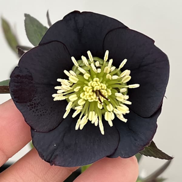 園芸ネット本店｜クリスマスローズ：セレクトシングル26-33／1.5L