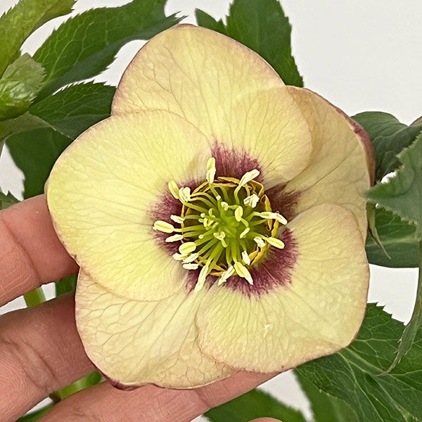 園芸ネット本店｜杉光園芸さんのクリスマスローズ：Freeda