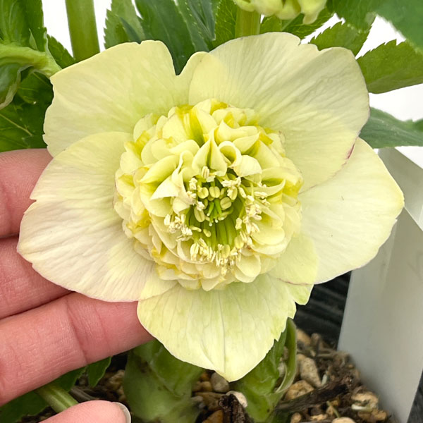 園芸ネット本店｜加藤農園さんのクリスマスローズ：26-02モーリー／4.5