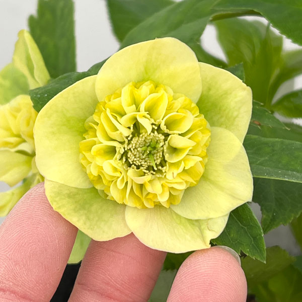 園芸ネット本店｜加藤農園さんのクリスマスローズ：26-03モーリー／4.5