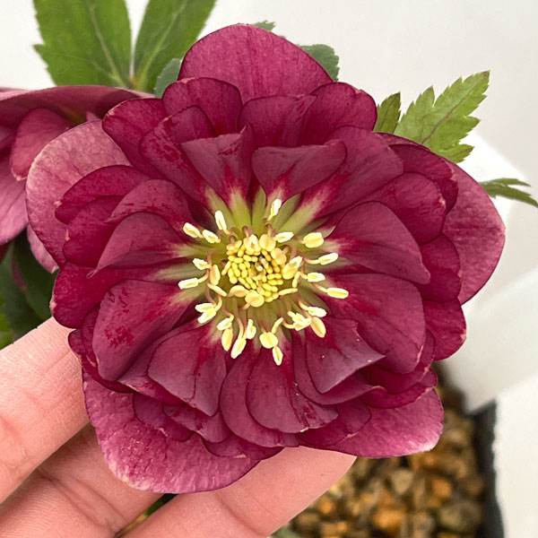 園芸ネット本店｜加藤農園さんのクリスマスローズ：26-13ダブル／4.5号