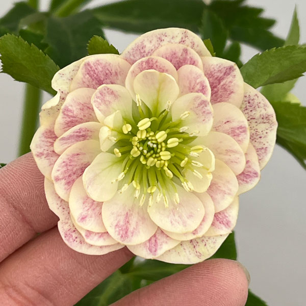 園芸ネット本店｜加藤農園さんのクリスマスローズ：26-07