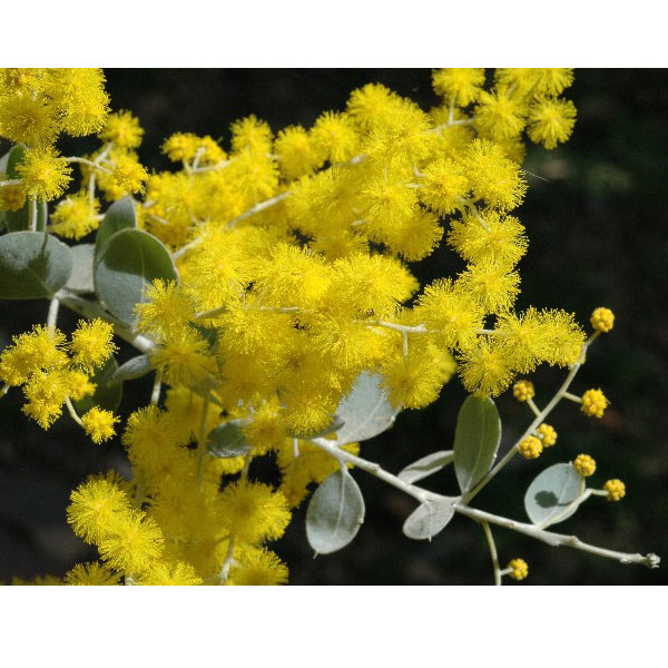 園芸ネット本店｜アカシア：パールアカシア7号鉢植え の通販【公式】