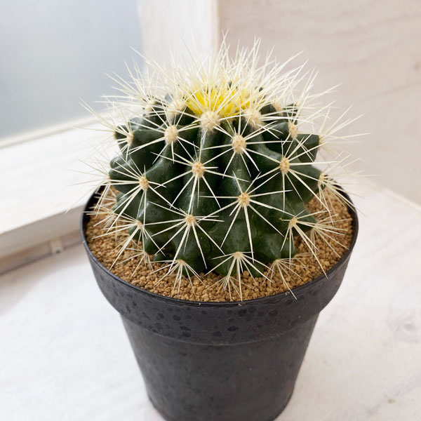 園芸ネット本店｜サボテン：金シャチ 4号 の通販【公式】