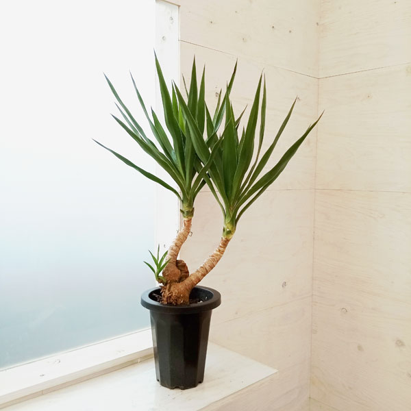園芸ネット本店｜ユッカ：エレファンティペス（曲げ仕立て） 7号鉢植え