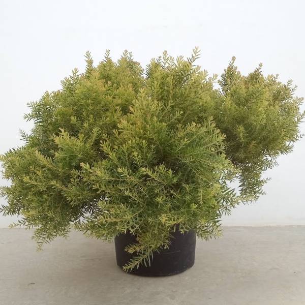 園芸ネット本店｜アカシア：テレサ 13号鉢植え の通販【公式】