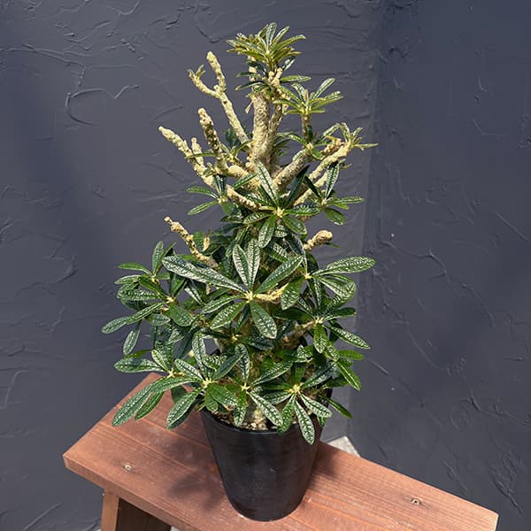 園芸ネット本店｜ドルステニア：ギガス（実生苗）5号23-05 の通販【公式】