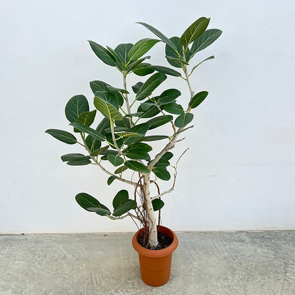 園芸ネット本店｜フィカス：ベンガレンシス 7号鉢植え* の通販【公式】