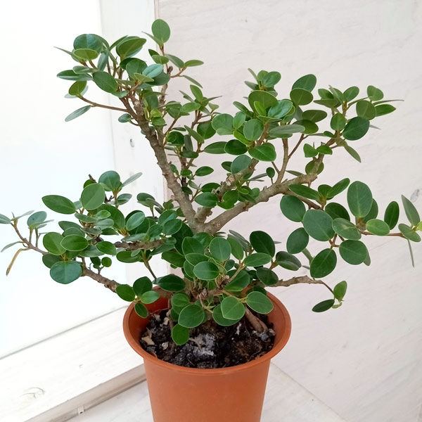 園芸ネット本店｜ガジュマル：ミニパンダガジュマル（コパンダ