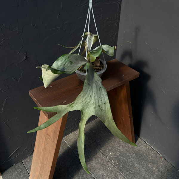 園芸ネット本店｜ビカクシダ：ミックススポア株（willinckii Wild Cat