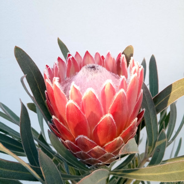 園芸ネット本店｜（わけあり特価）プロテア：ジュリエット7号25-01 の