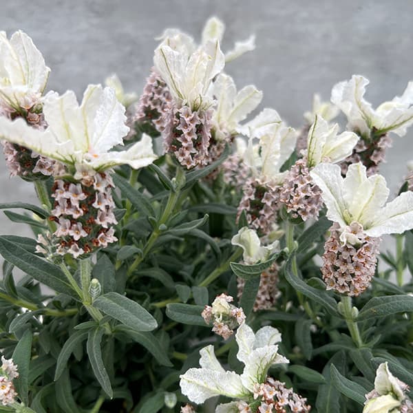 園芸ネット本店｜フレンチラベンダー（巨大輪種）：クラウン ピンク