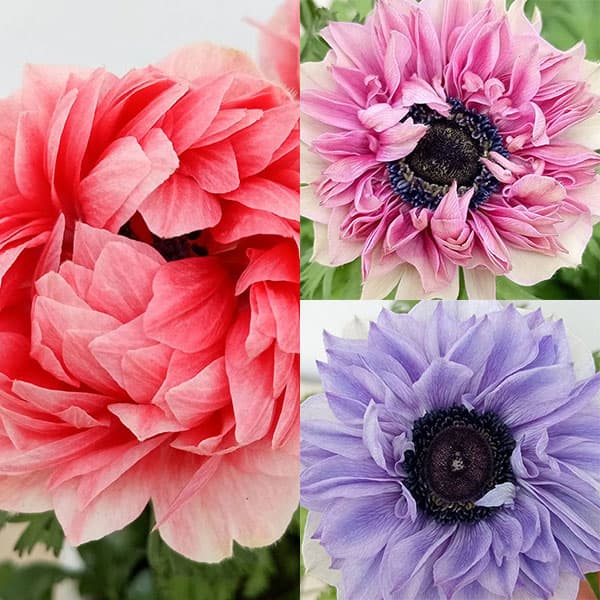 園芸ネット本店｜アネモネ：ポルトダブルパステルカラー 花色ミックス