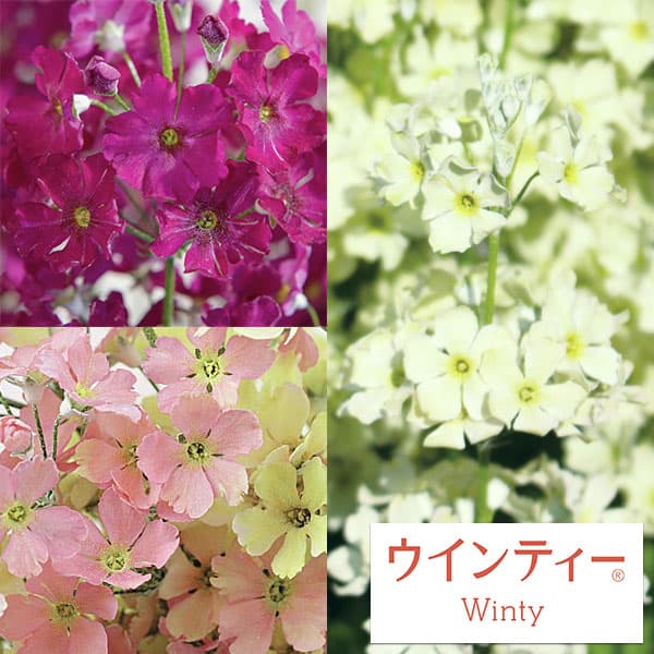 園芸ネット本店｜サクラソウ：ウインティー3種8株セット3.5号ポット の