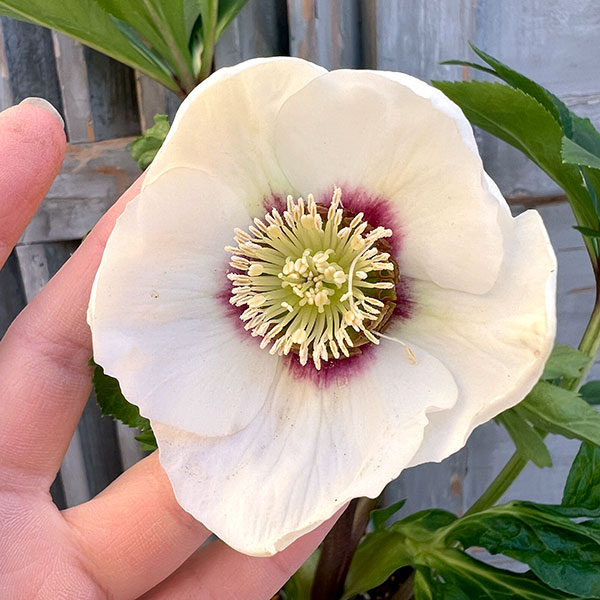 園芸ネット本店｜杉光園芸さんのクリスマスローズ：シングル24-04