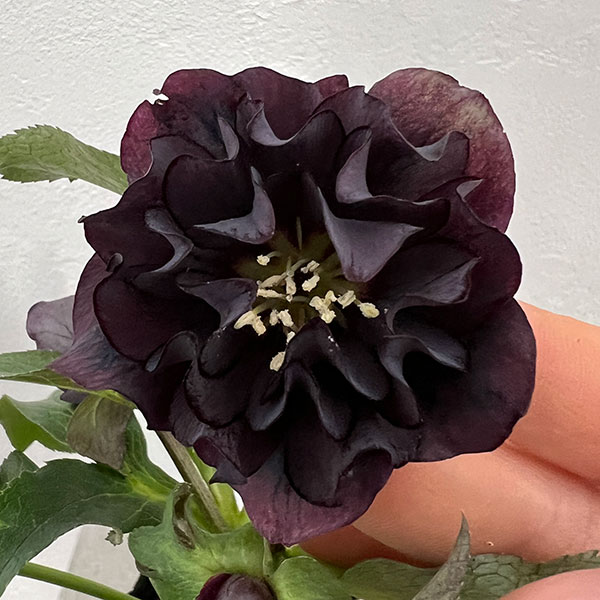 園芸ネット本店｜杉光園芸さんのクリスマスローズ：ダブルブラック24