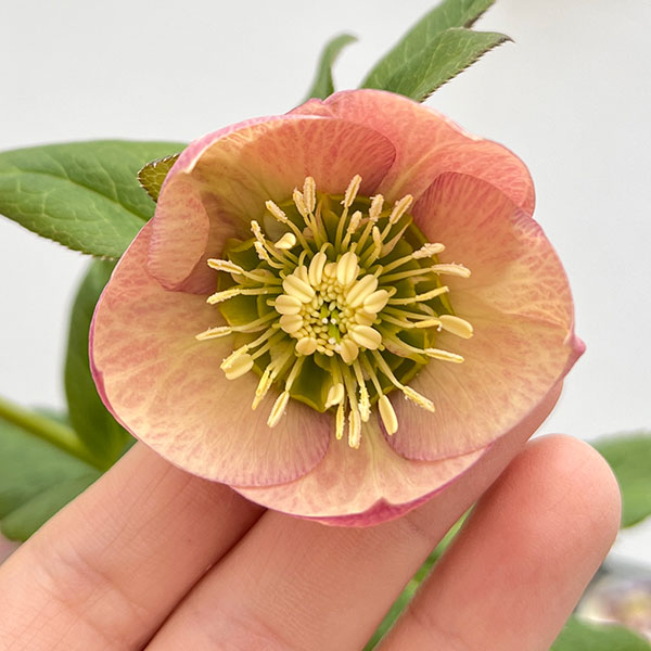 園芸ネット本店｜クリスマスローズ：セレクトセミダブル24-12／2L