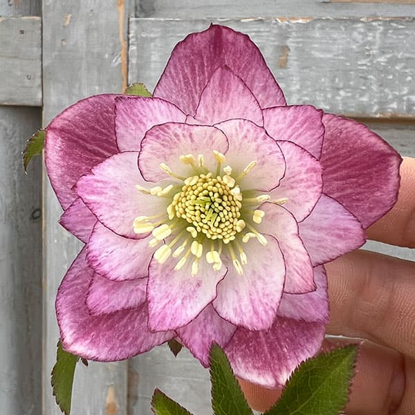 園芸ネット本店｜クリスマスローズ：スウィングダブル24-27／1Lポット