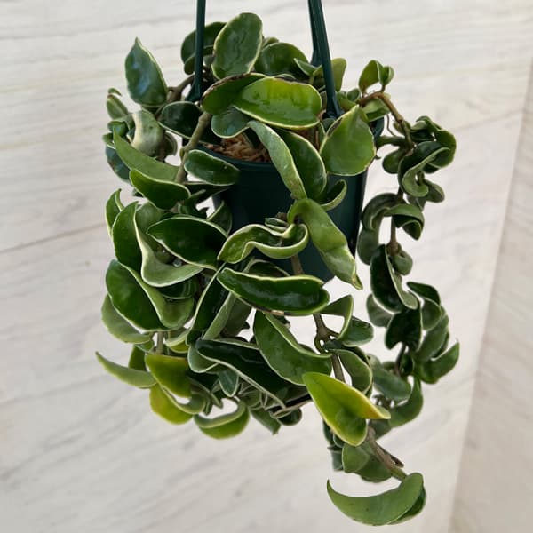 園芸ネット本店｜ホヤ：カルノーサコンパクタ アルボバリエガータ 3.5