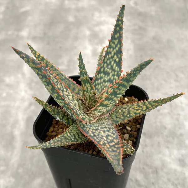 園芸ネット本店｜アロエ：DWアロエ ハイブリッド実生選抜株 繁殖苗NO.5