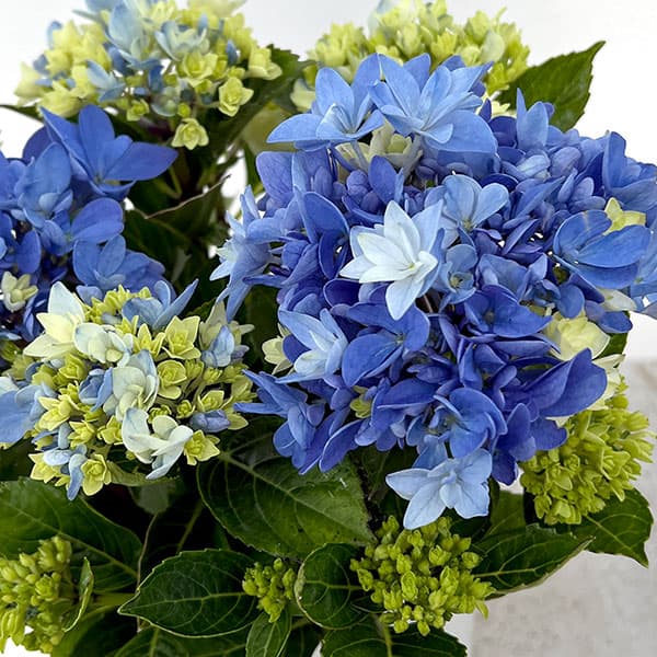 園芸ネット本店｜アジサイ：星あつめ（ブルー） 4号鉢植え の通販【公式】