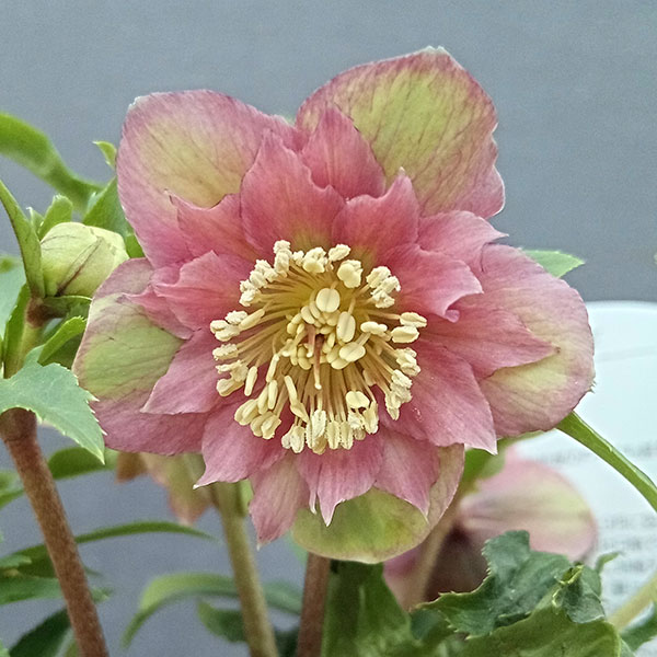 園芸ネット本店｜曽田園芸さんのクリスマスローズ：24-10小輪多花系／4