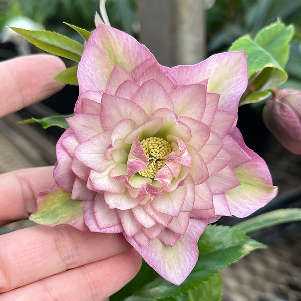 園芸ネット本店｜花郷園さんのクリスマスローズ：24-16ピンクチュチュ