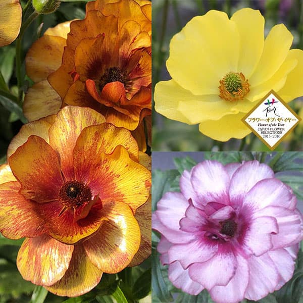 園芸ネット本店｜ラナンキュラス：ラックス3種セット／ピュタロス2