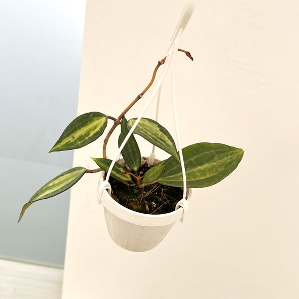 園芸ネット本店｜ホヤ：マクロフィラバリエガータ 3号吊り鉢 の通販