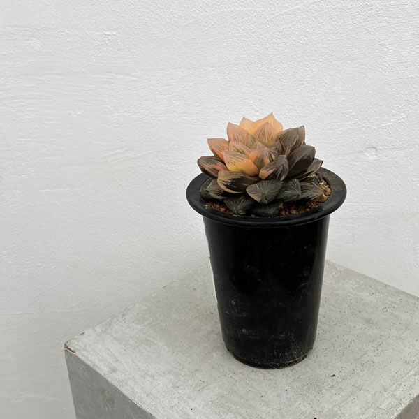 園芸ネット本店｜[ザ・ファームセレクト][送料無料]ハオルチア：大紫