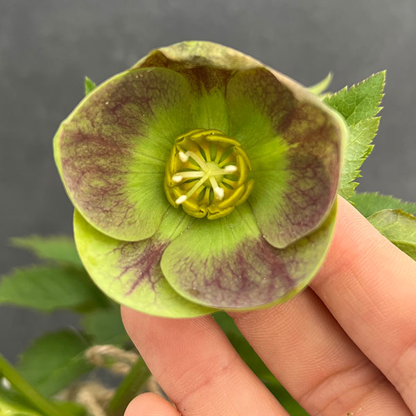 園芸ネット本店｜大和園さんのクリスマスローズ：24-14グリーンパステ