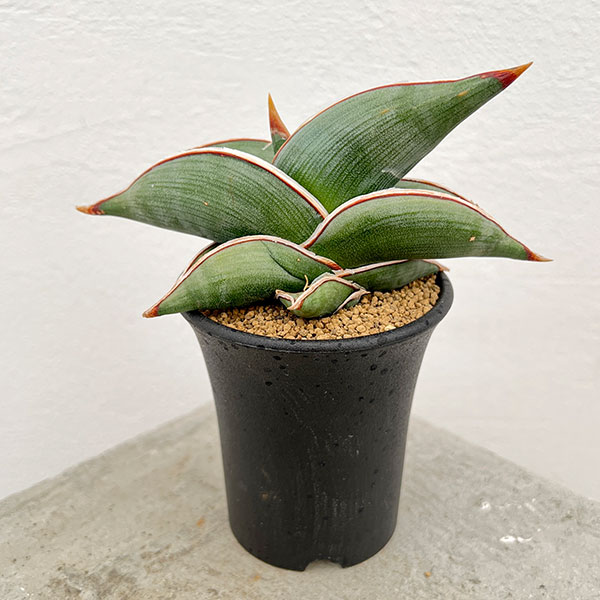 園芸ネット本店｜サンセベリア：ロリダ 2.5号鉢植え* の通販【公式】