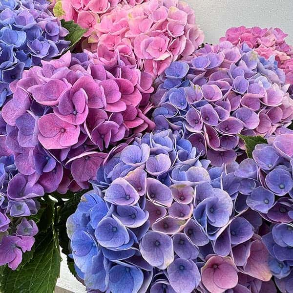 園芸ネット本店｜アジサイ：マジカルエボリューション3.5号ポット の