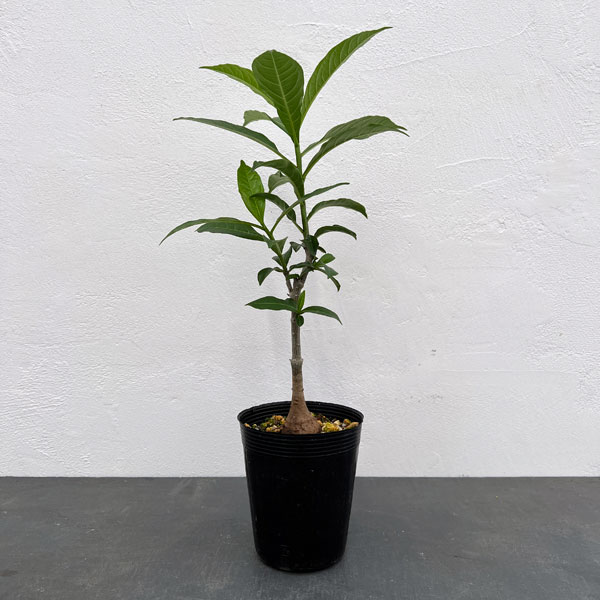 園芸ネット本店｜バオバブ：ディギタータ 3.5号ポット の通販【公式】