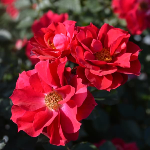 園芸ネット本店｜ロサ・オリエンティス：風姿花伝 紅（ふうしかでん