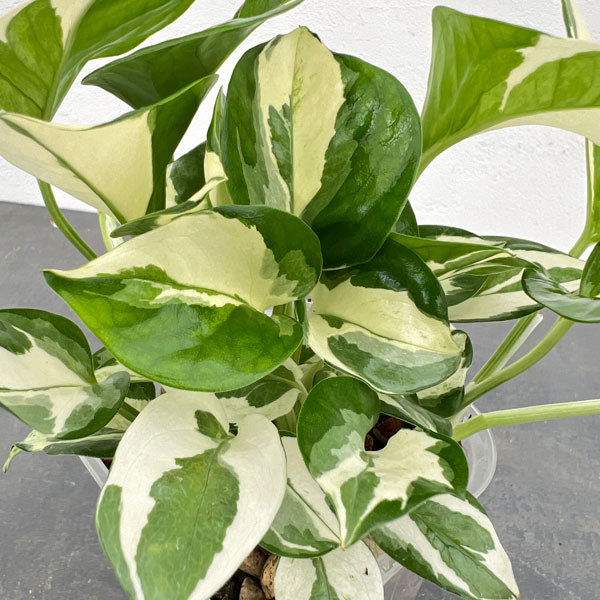 園芸ネット本店｜ポトス：ポトスエンジョイ 3.5号（ネガミエル×ねこ