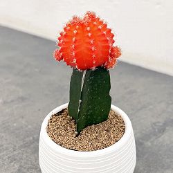 園芸ネット本店｜フェロカクタス：黄金冠 2.5号鉢植え の通販【公式】