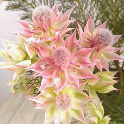 園芸ネット本店｜セルリア（ジョーイセルリア）：ブラッシングブライド