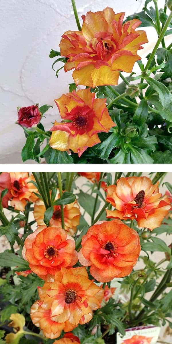 園芸ネット本店｜ラナンキュラス：ラックス ミノアン5号鉢植えカゴ入り