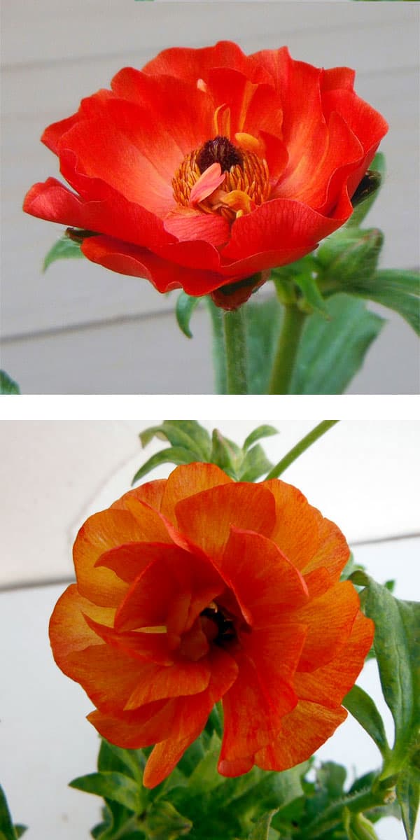 園芸ネット本店｜ラナンキュラス：ラックス ミノアン4号鉢植え の通販