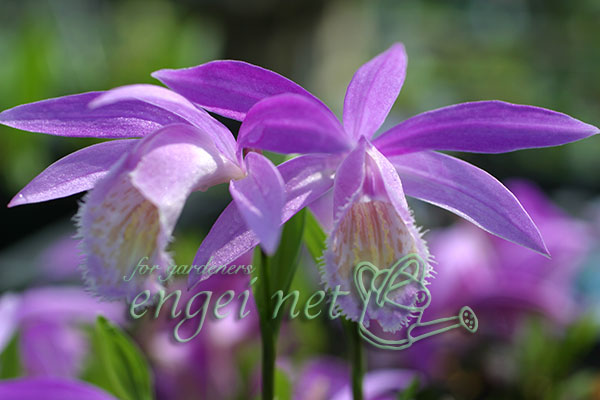 園芸ネット本店｜トキソウ：大輪とき草 銀山湖2.5～3号ポット の通販