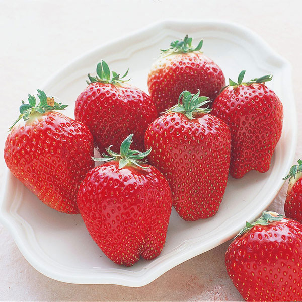 園芸ネット本店｜イチゴ：ジャンボイチゴまんぷく2号（にごう）3.5号